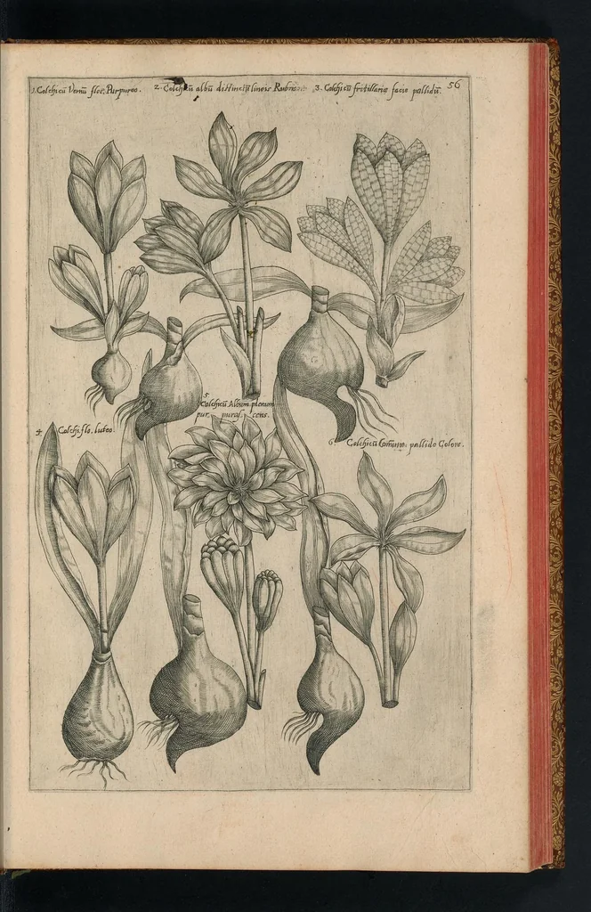 An illustration from Florilegivm Emanvelis SweertI Septimonti Batavi, Amsteledami com[m]orantis : tractans de variis florib[us] et aliis indicis pla[n]tis ad viuum delineatum in duabus partib[us] et quatuor linguis concinnatum, 1612, leaf 158