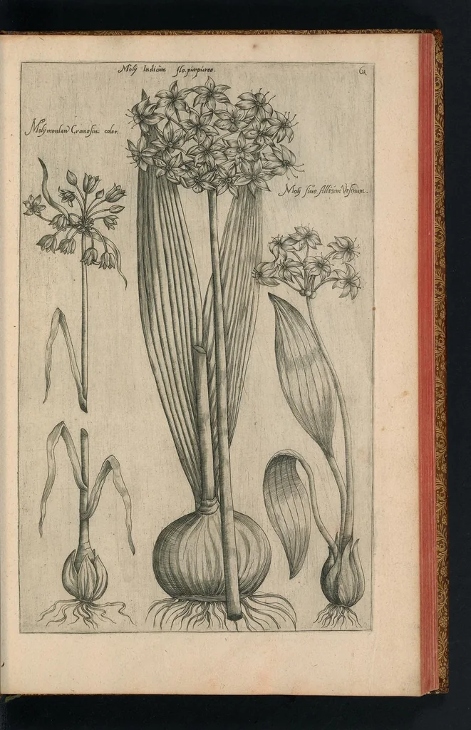 An illustration from Florilegivm Emanvelis SweertI Septimonti Batavi, Amsteledami com[m]orantis : tractans de variis florib[us] et aliis indicis pla[n]tis ad viuum delineatum in duabus partib[us] et quatuor linguis concinnatum, 1612, leaf 168