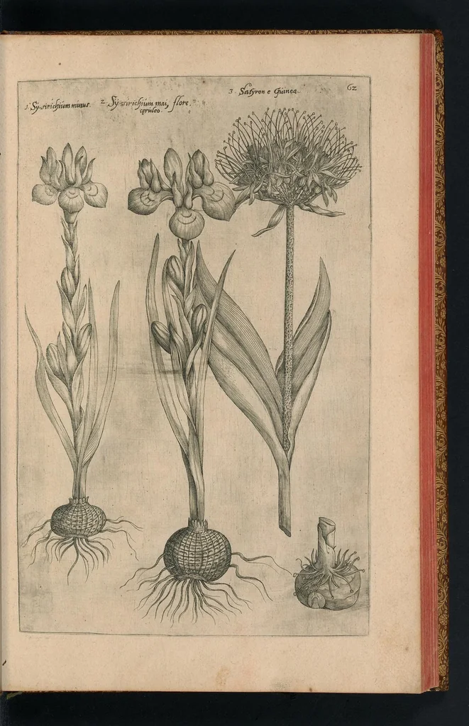An illustration from Florilegivm Emanvelis SweertI Septimonti Batavi, Amsteledami com[m]orantis : tractans de variis florib[us] et aliis indicis pla[n]tis ad viuum delineatum in duabus partib[us] et quatuor linguis concinnatum, 1612, leaf 170