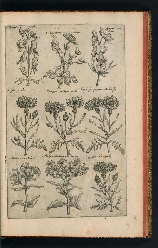 An illustration from Florilegivm Emanvelis SweertI Septimonti Batavi, Amsteledami com[m]orantis : tractans de variis florib[us] et aliis indicis pla[n]tis ad viuum delineatum in duabus partib[us] et quatuor linguis concinnatum, 1612, leaf 202