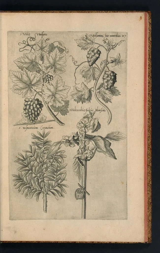 An illustration from Florilegivm Emanvelis SweertI Septimonti Batavi, Amsteledami com[m]orantis : tractans de variis florib[us] et aliis indicis pla[n]tis ad viuum delineatum in duabus partib[us] et quatuor linguis concinnatum, 1612, leaf 236