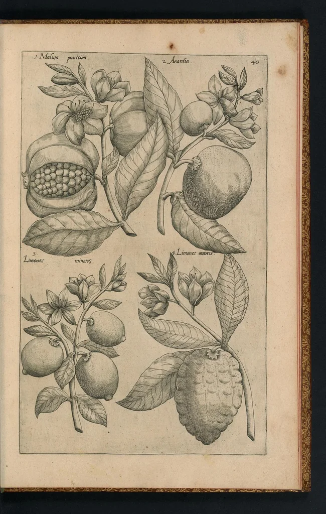 An illustration from Florilegivm Emanvelis SweertI Septimonti Batavi, Amsteledami com[m]orantis : tractans de variis florib[us] et aliis indicis pla[n]tis ad viuum delineatum in duabus partib[us] et quatuor linguis concinnatum, 1612, leaf 262