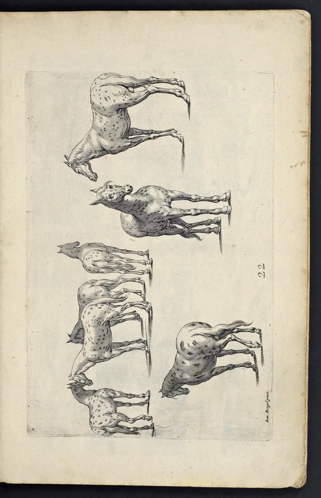 An illustration from Varie figure academiche : nouamente raccolte dal naturale con grandissima fatica e spesa, molto commode per la giouentu, la quaele si diletta dal arte dal disegno : messe in luce da I.A. de Poutre, d'Anuersa = Diuersche figuren wt de academia : nu eerst by een vergadert naert leuen, met groote moyte en oncost, seer bequaem voor alle iongelingen die hen oefenen in de teeken-const : int licht gebrocht door Ioan. A. de Poutre, plaetsnyder van Antwerpen, 1629, leaf 50