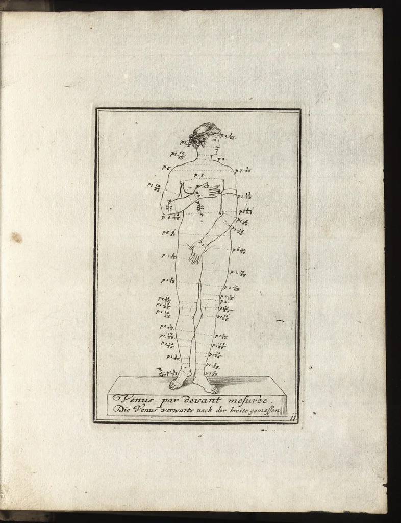 An illustration from Reprentation [sic] des diverses figures humaines avec leurs mesures prises sur des antiques = Eigentliche Vorstellung und Proportionen menschlicher Leibes nach dem gerechten Mass der Antiquen, 1700, leaf 28