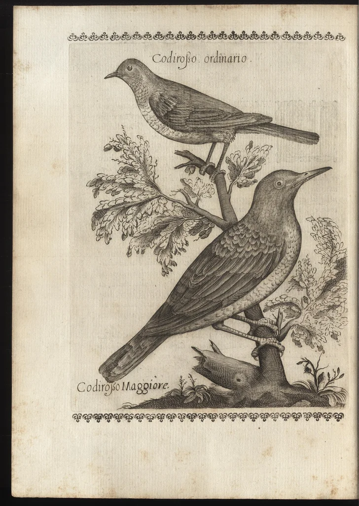 An illustration from Vccelliera, ouero, Discorso della natura, e proprieta di diuersi vccelli : e in particolare di que' che cantano, con il modo di prendergli, conoscergli, alleuargli, e mantenergli : e con le figure cauate dal vero, e diligentem[en]te intagliate in rame dal Tempesta, e dal Villamena, 1684, leaf 107
