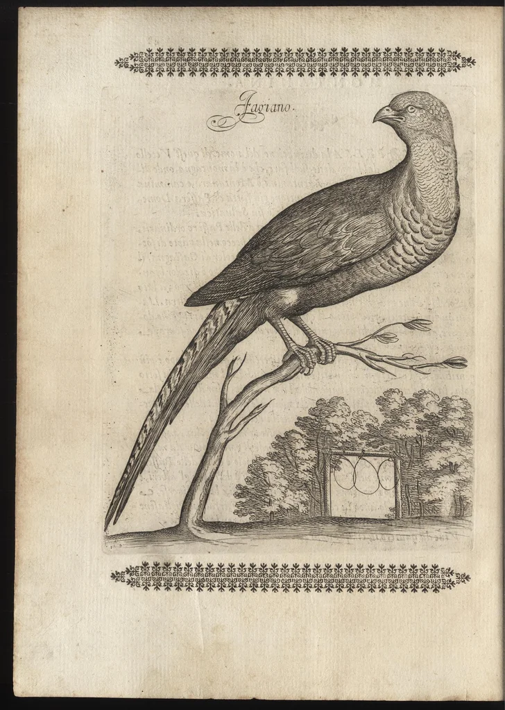 An illustration from Vccelliera, ouero, Discorso della natura, e proprieta di diuersi vccelli : e in particolare di que' che cantano, con il modo di prendergli, conoscergli, alleuargli, e mantenergli : e con le figure cauate dal vero, e diligentem[en]te intagliate in rame dal Tempesta, e dal Villamena, 1684, leaf 111