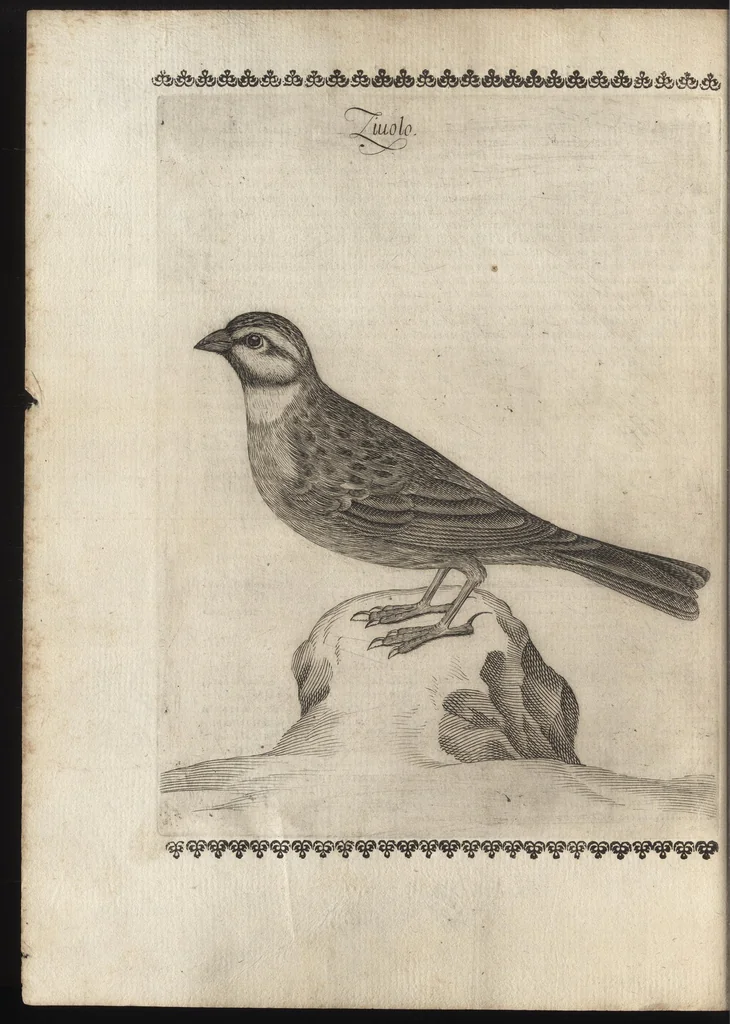 An illustration from Vccelliera, ouero, Discorso della natura, e proprieta di diuersi vccelli : e in particolare di que' che cantano, con il modo di prendergli, conoscergli, alleuargli, e mantenergli : e con le figure cauate dal vero, e diligentem[en]te intagliate in rame dal Tempesta, e dal Villamena, 1684, leaf 113
