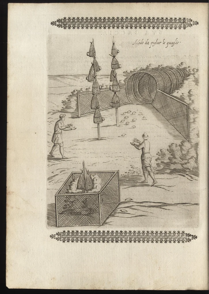 An illustration from Vccelliera, ouero, Discorso della natura, e proprieta di diuersi vccelli : e in particolare di que' che cantano, con il modo di prendergli, conoscergli, alleuargli, e mantenergli : e con le figure cauate dal vero, e diligentem[en]te intagliate in rame dal Tempesta, e dal Villamena, 1684, leaf 129