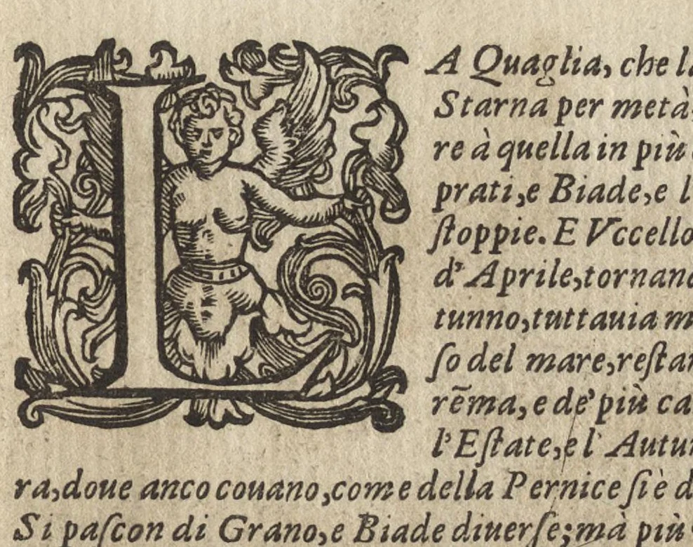 An illustration from Vccelliera, ouero, Discorso della natura, e proprieta di diuersi vccelli : e in particolare di que' che cantano, con il modo di prendergli, conoscergli, alleuargli, e mantenergli : e con le figure cauate dal vero, e diligentem[en]te intagliate in rame dal Tempesta, e dal Villamena, 1684, leaf 130