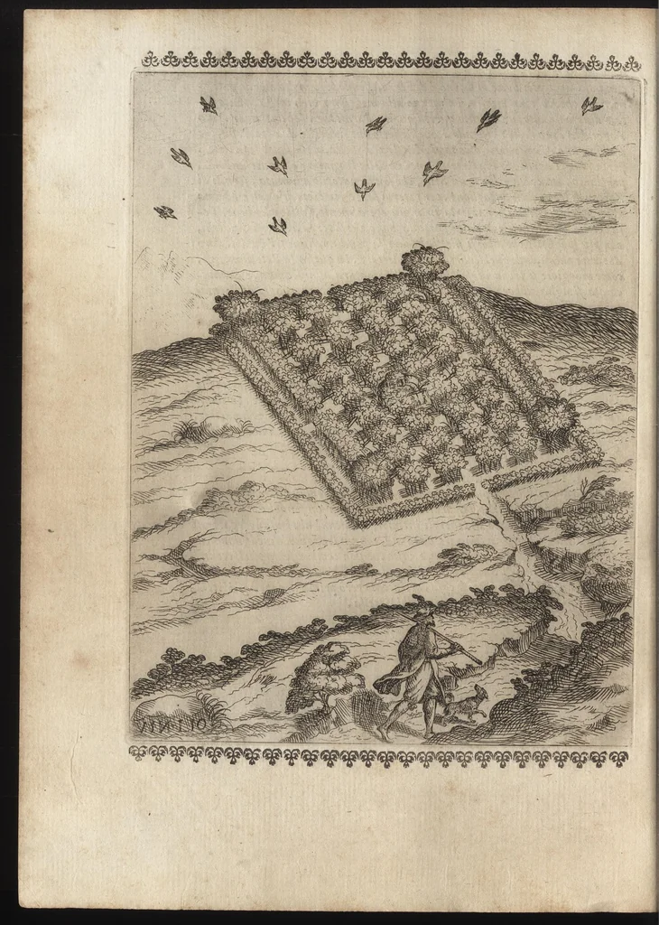 An illustration from Vccelliera, ouero, Discorso della natura, e proprieta di diuersi vccelli : e in particolare di que' che cantano, con il modo di prendergli, conoscergli, alleuargli, e mantenergli : e con le figure cauate dal vero, e diligentem[en]te intagliate in rame dal Tempesta, e dal Villamena, 1684, leaf 139