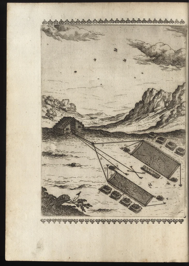 An illustration from Vccelliera, ouero, Discorso della natura, e proprieta di diuersi vccelli : e in particolare di que' che cantano, con il modo di prendergli, conoscergli, alleuargli, e mantenergli : e con le figure cauate dal vero, e diligentem[en]te intagliate in rame dal Tempesta, e dal Villamena, 1684, leaf 147