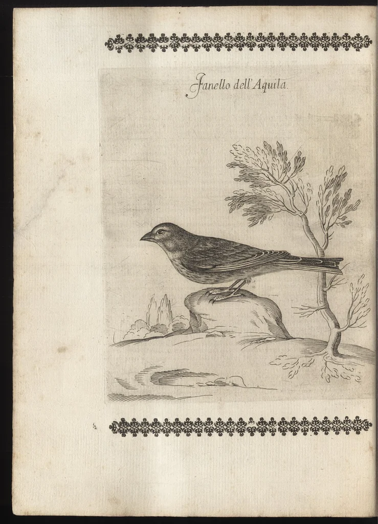 An illustration from Vccelliera, ouero, Discorso della natura, e proprieta di diuersi vccelli : e in particolare di que' che cantano, con il modo di prendergli, conoscergli, alleuargli, e mantenergli : e con le figure cauate dal vero, e diligentem[en]te intagliate in rame dal Tempesta, e dal Villamena, 1684, leaf 29