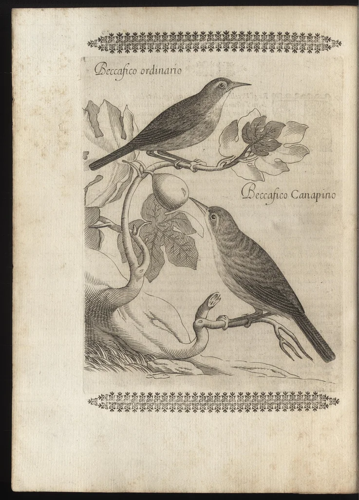 An illustration from Vccelliera, ouero, Discorso della natura, e proprieta di diuersi vccelli : e in particolare di que' che cantano, con il modo di prendergli, conoscergli, alleuargli, e mantenergli : e con le figure cauate dal vero, e diligentem[en]te intagliate in rame dal Tempesta, e dal Villamena, 1684, leaf 35