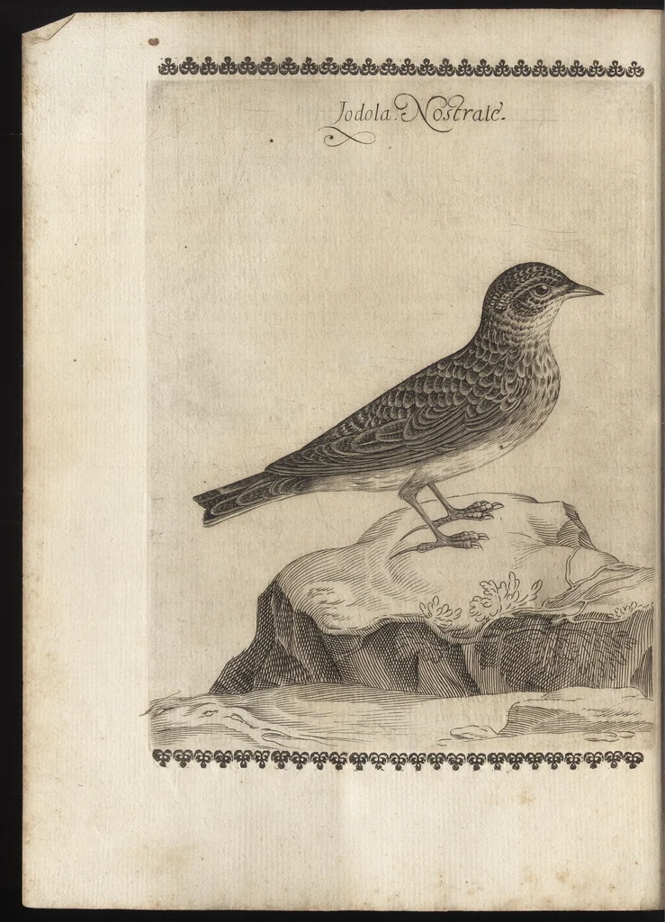 An illustration from Vccelliera, ouero, Discorso della natura, e proprieta di diuersi vccelli : e in particolare di que' che cantano, con il modo di prendergli, conoscergli, alleuargli, e mantenergli : e con le figure cauate dal vero, e diligentem[en]te intagliate in rame dal Tempesta, e dal Villamena, 1684, leaf 37