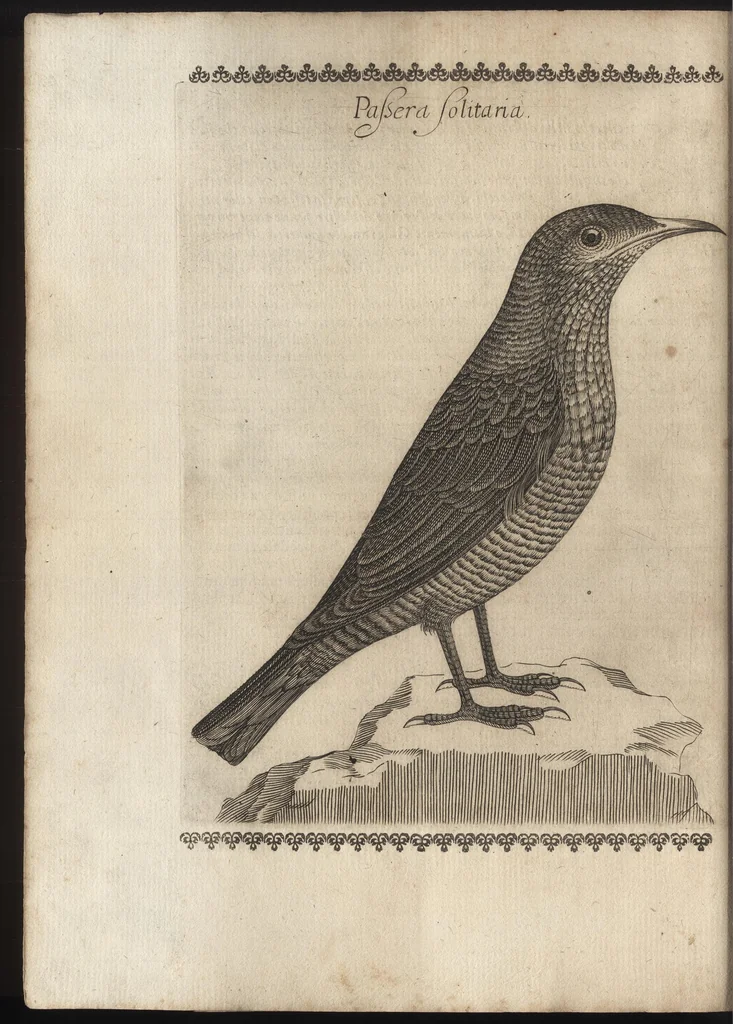 An illustration from Vccelliera, ouero, Discorso della natura, e proprieta di diuersi vccelli : e in particolare di que' che cantano, con il modo di prendergli, conoscergli, alleuargli, e mantenergli : e con le figure cauate dal vero, e diligentem[en]te intagliate in rame dal Tempesta, e dal Villamena, 1684, leaf 41