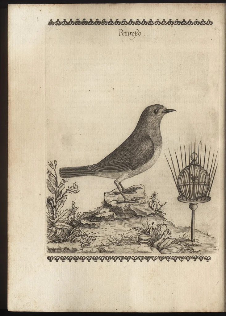 An illustration from Vccelliera, ouero, Discorso della natura, e proprieta di diuersi vccelli : e in particolare di que' che cantano, con il modo di prendergli, conoscergli, alleuargli, e mantenergli : e con le figure cauate dal vero, e diligentem[en]te intagliate in rame dal Tempesta, e dal Villamena, 1684, leaf 45