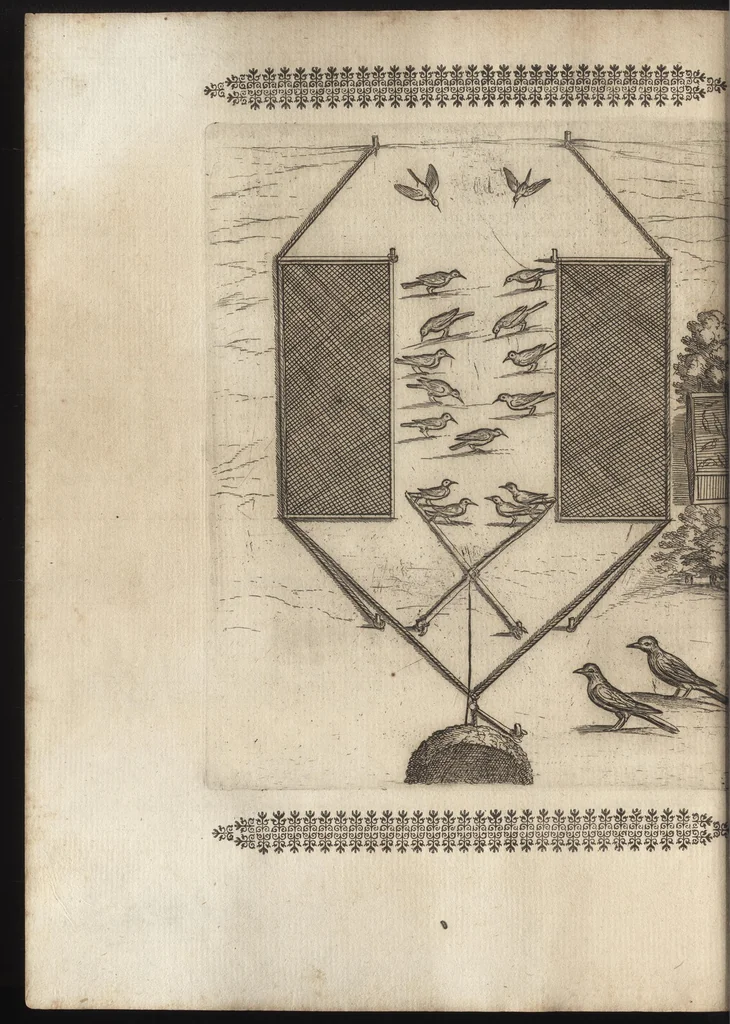An illustration from Vccelliera, ouero, Discorso della natura, e proprieta di diuersi vccelli : e in particolare di que' che cantano, con il modo di prendergli, conoscergli, alleuargli, e mantenergli : e con le figure cauate dal vero, e diligentem[en]te intagliate in rame dal Tempesta, e dal Villamena, 1684, leaf 51