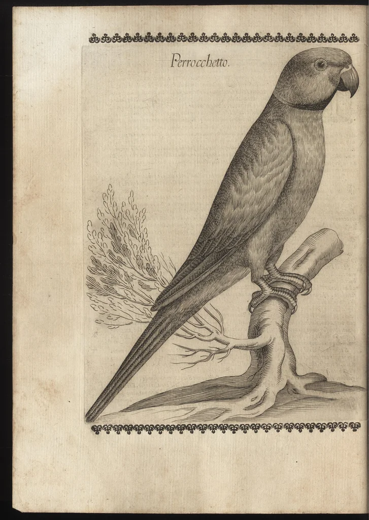 An illustration from Vccelliera, ouero, Discorso della natura, e proprieta di diuersi vccelli : e in particolare di que' che cantano, con il modo di prendergli, conoscergli, alleuargli, e mantenergli : e con le figure cauate dal vero, e diligentem[en]te intagliate in rame dal Tempesta, e dal Villamena, 1684, leaf 61
