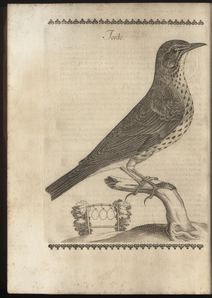 An illustration from Vccelliera, ouero, Discorso della natura, e proprieta di diuersi vccelli : e in particolare di que' che cantano, con il modo di prendergli, conoscergli, alleuargli, e mantenergli : e con le figure cauate dal vero, e diligentem[en]te intagliate in rame dal Tempesta, e dal Villamena, 1684, leaf 63