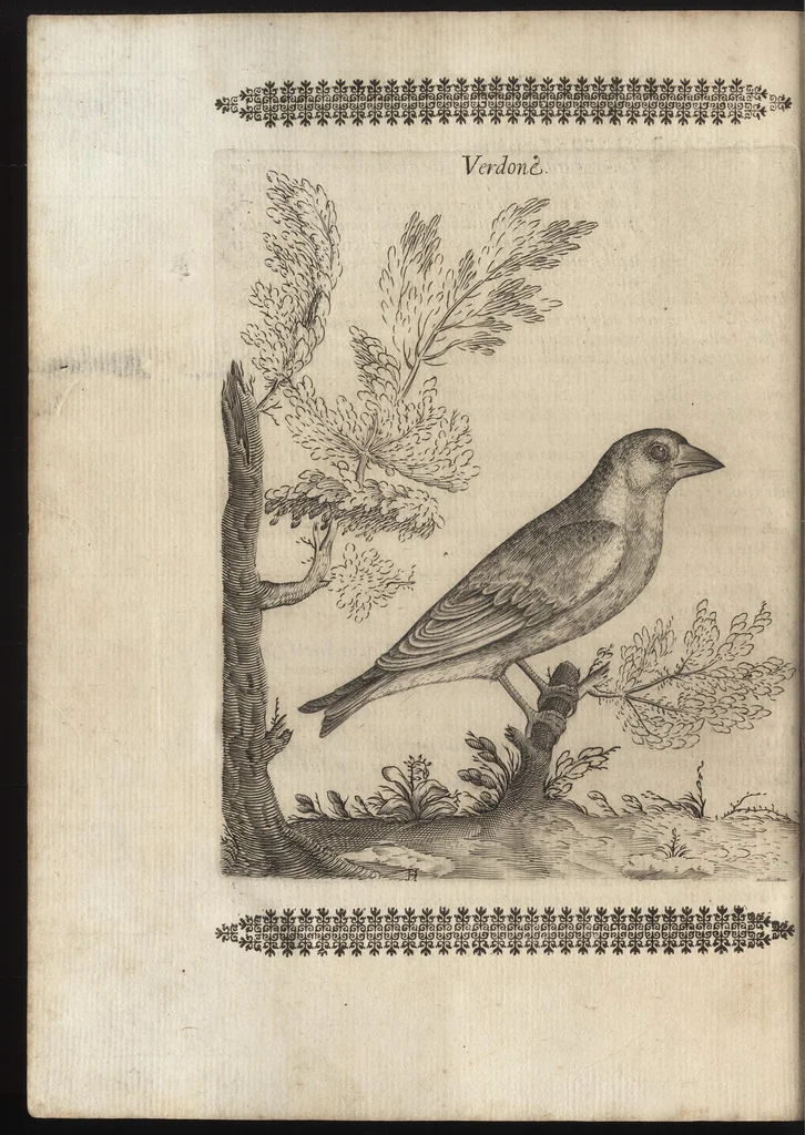 An illustration from Vccelliera, ouero, Discorso della natura, e proprieta di diuersi vccelli : e in particolare di que' che cantano, con il modo di prendergli, conoscergli, alleuargli, e mantenergli : e con le figure cauate dal vero, e diligentem[en]te intagliate in rame dal Tempesta, e dal Villamena, 1684, leaf 65