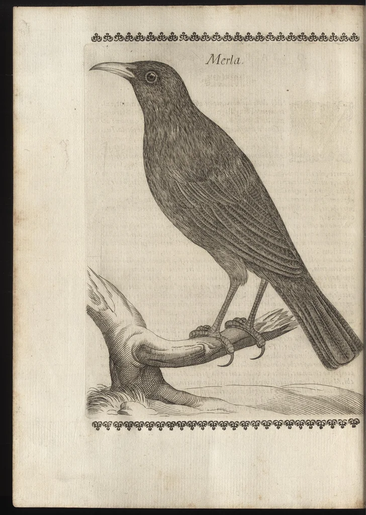 An illustration from Vccelliera, ouero, Discorso della natura, e proprieta di diuersi vccelli : e in particolare di que' che cantano, con il modo di prendergli, conoscergli, alleuargli, e mantenergli : e con le figure cauate dal vero, e diligentem[en]te intagliate in rame dal Tempesta, e dal Villamena, 1684, leaf 71