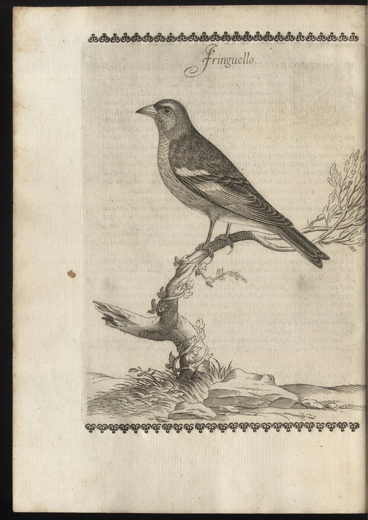 An illustration from Vccelliera, ouero, Discorso della natura, e proprieta di diuersi vccelli : e in particolare di que' che cantano, con il modo di prendergli, conoscergli, alleuargli, e mantenergli : e con le figure cauate dal vero, e diligentem[en]te intagliate in rame dal Tempesta, e dal Villamena, 1684, leaf 75