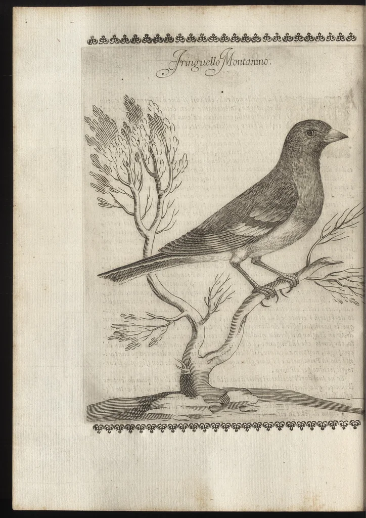 An illustration from Vccelliera, ouero, Discorso della natura, e proprieta di diuersi vccelli : e in particolare di que' che cantano, con il modo di prendergli, conoscergli, alleuargli, e mantenergli : e con le figure cauate dal vero, e diligentem[en]te intagliate in rame dal Tempesta, e dal Villamena, 1684, leaf 77