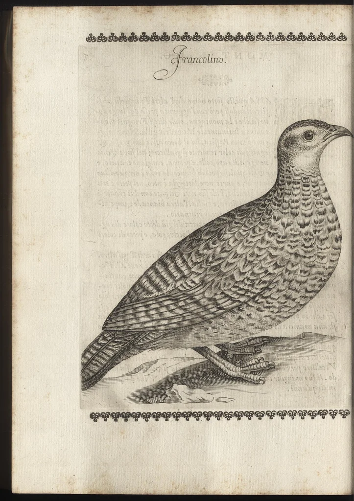 An illustration from Vccelliera, ouero, Discorso della natura, e proprieta di diuersi vccelli : e in particolare di que' che cantano, con il modo di prendergli, conoscergli, alleuargli, e mantenergli : e con le figure cauate dal vero, e diligentem[en]te intagliate in rame dal Tempesta, e dal Villamena, 1684, leaf 79
