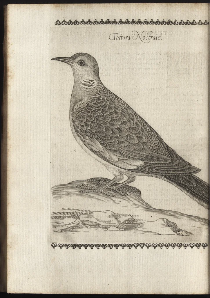 An illustration from Vccelliera, ouero, Discorso della natura, e proprieta di diuersi vccelli : e in particolare di que' che cantano, con il modo di prendergli, conoscergli, alleuargli, e mantenergli : e con le figure cauate dal vero, e diligentem[en]te intagliate in rame dal Tempesta, e dal Villamena, 1684, leaf 81