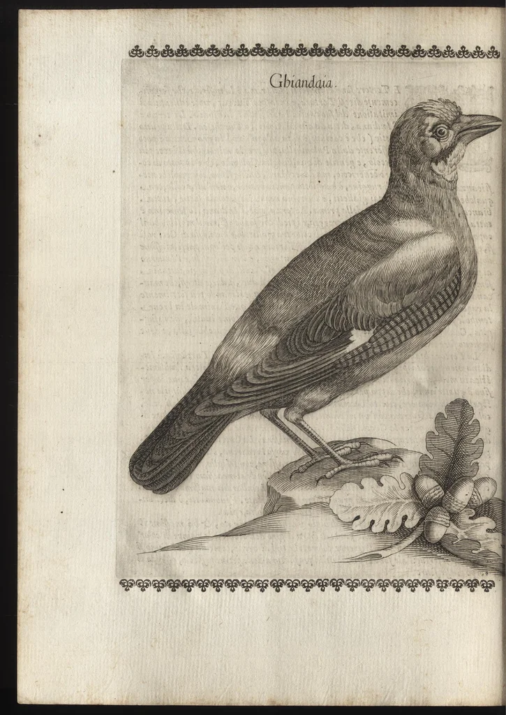 An illustration from Vccelliera, ouero, Discorso della natura, e proprieta di diuersi vccelli : e in particolare di que' che cantano, con il modo di prendergli, conoscergli, alleuargli, e mantenergli : e con le figure cauate dal vero, e diligentem[en]te intagliate in rame dal Tempesta, e dal Villamena, 1684, leaf 83