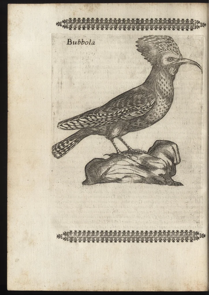 An illustration from Vccelliera, ouero, Discorso della natura, e proprieta di diuersi vccelli : e in particolare di que' che cantano, con il modo di prendergli, conoscergli, alleuargli, e mantenergli : e con le figure cauate dal vero, e diligentem[en]te intagliate in rame dal Tempesta, e dal Villamena, 1684, leaf 85