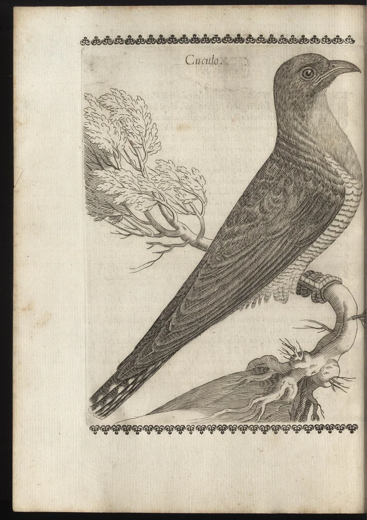 An illustration from Vccelliera, ouero, Discorso della natura, e proprieta di diuersi vccelli : e in particolare di que' che cantano, con il modo di prendergli, conoscergli, alleuargli, e mantenergli : e con le figure cauate dal vero, e diligentem[en]te intagliate in rame dal Tempesta, e dal Villamena, 1684, leaf 89