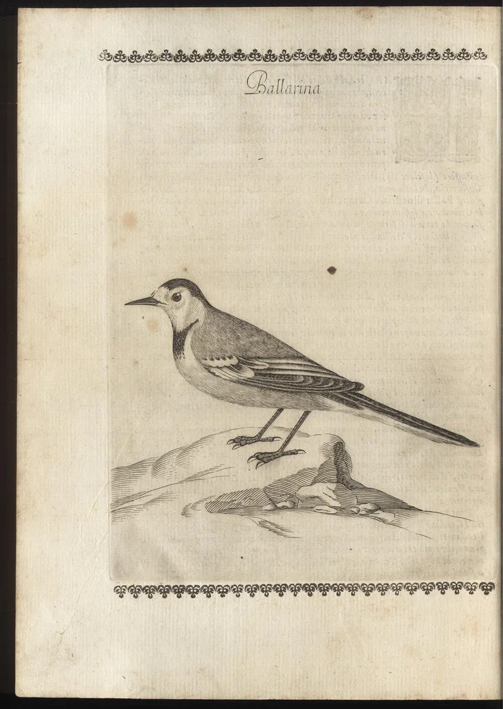 An illustration from Vccelliera, ouero, Discorso della natura, e proprieta di diuersi vccelli : e in particolare di que' che cantano, con il modo di prendergli, conoscergli, alleuargli, e mantenergli : e con le figure cauate dal vero, e diligentem[en]te intagliate in rame dal Tempesta, e dal Villamena, 1684, leaf 99