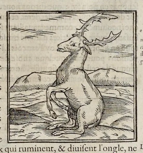 An illustration from Les hieroglyphiques de Ian-Pierre Valerian, vulgairement nommé Pierius. Autrement, commentaires des lettres et figures sacrées des Aegyptiens & autres nations. Oeuure reduicte en cinquante huict liures, ausquels sont adjoincts deux autres, 1615, leaf 128