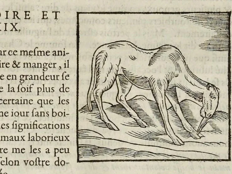 An illustration from Les hieroglyphiques de Ian-Pierre Valerian, vulgairement nommé Pierius. Autrement, commentaires des lettres et figures sacrées des Aegyptiens & autres nations. Oeuure reduicte en cinquante huict liures, ausquels sont adjoincts deux autres, 1615, leaf 197