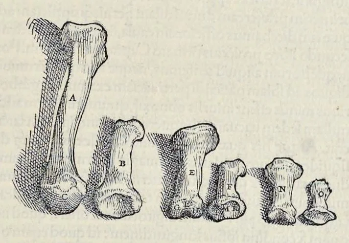 An illustration from Andreae Vesalii Bruxellensis, scholae medicorum Patauinae professoris De humani corporis fabrica libri septem, 1543, leaf 142