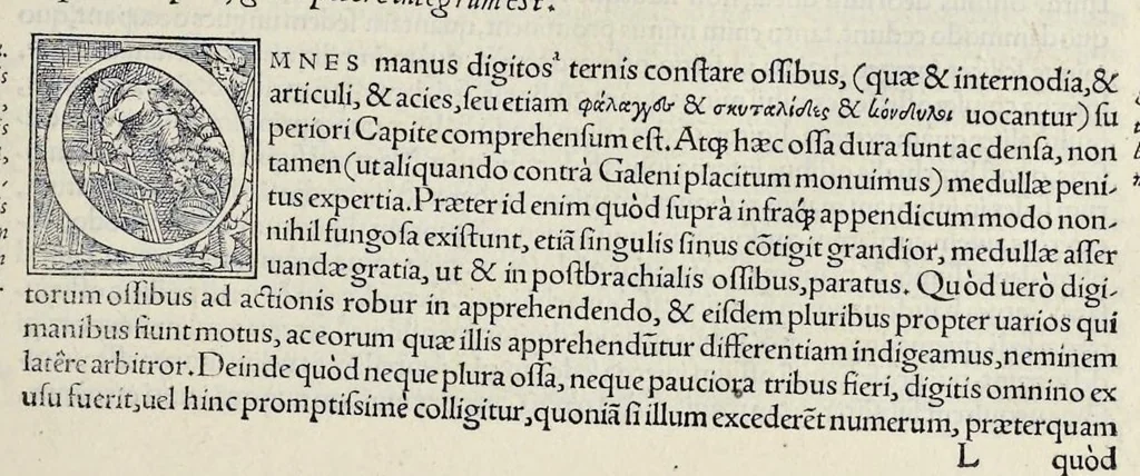 An illustration from Andreae Vesalii Bruxellensis, scholae medicorum Patauinae professoris De humani corporis fabrica libri septem, 1543, leaf 142