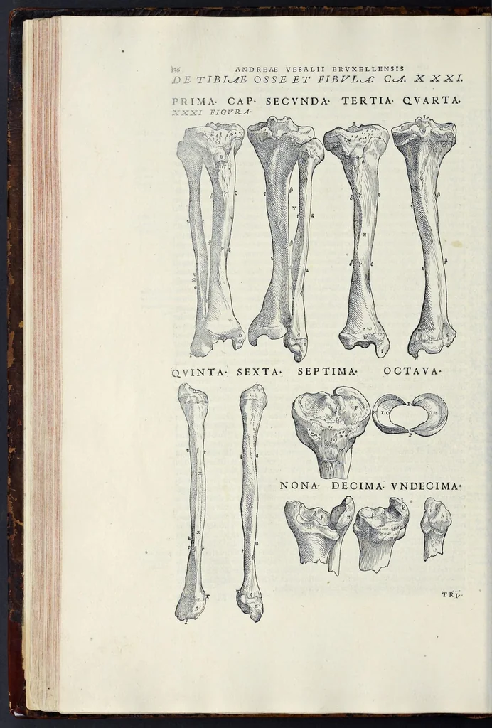 An illustration from Andreae Vesalii Bruxellensis, scholae medicorum Patauinae professoris De humani corporis fabrica libri septem, 1543, leaf 157