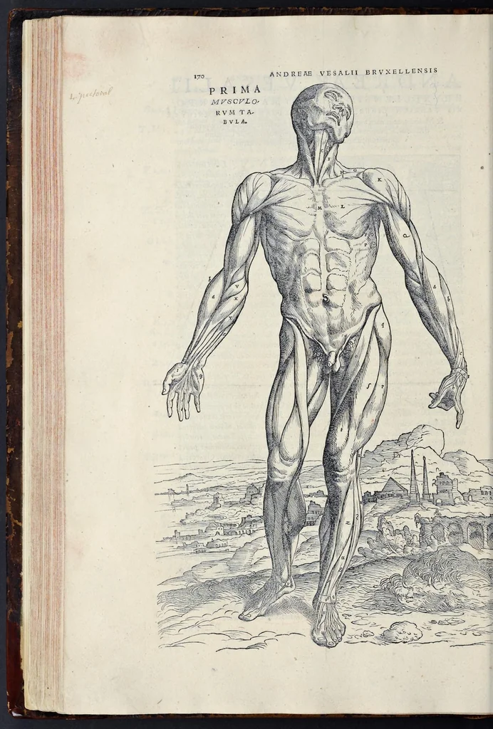 An illustration from Andreae Vesalii Bruxellensis, scholae medicorum Patauinae professoris De humani corporis fabrica libri septem, 1543, leaf 189