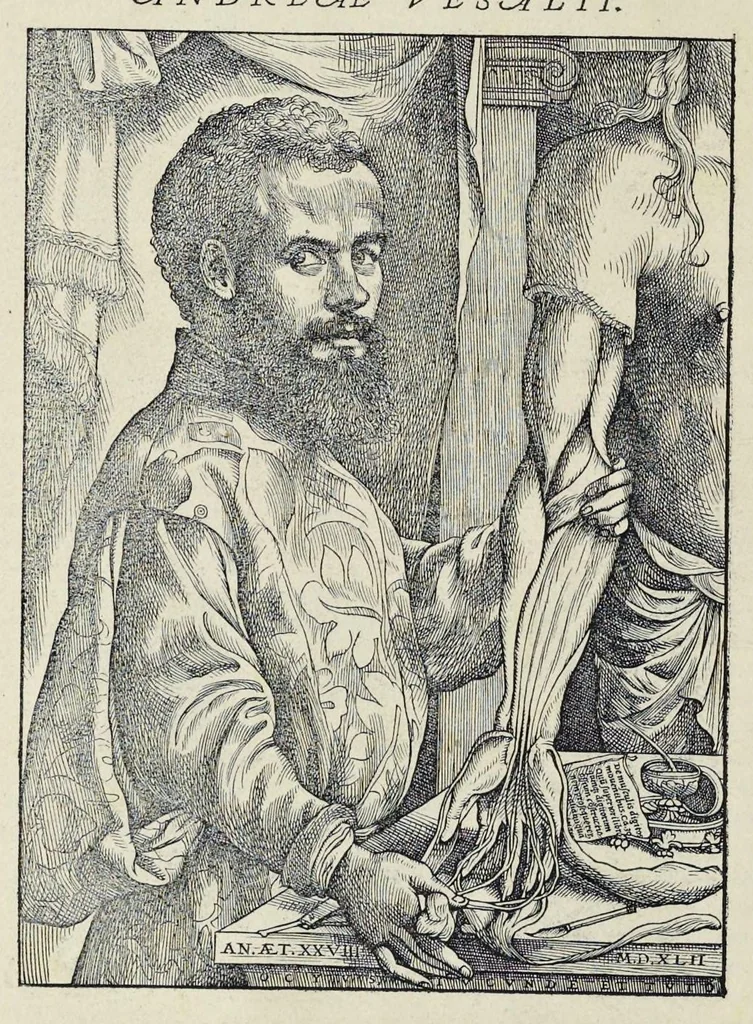 An illustration from Andreae Vesalii Bruxellensis, scholae medicorum Patauinae professoris De humani corporis fabrica libri septem, 1543, leaf 21