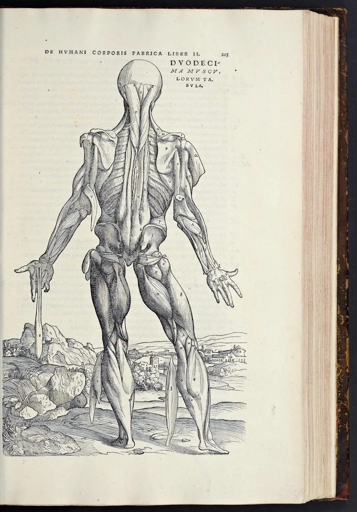 An illustration from Andreae Vesalii Bruxellensis, scholae medicorum Patauinae professoris De humani corporis fabrica libri septem, 1543, leaf 222