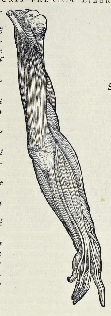 An illustration from Andreae Vesalii Bruxellensis, scholae medicorum Patauinae professoris De humani corporis fabrica libri septem, 1543, leaf 238