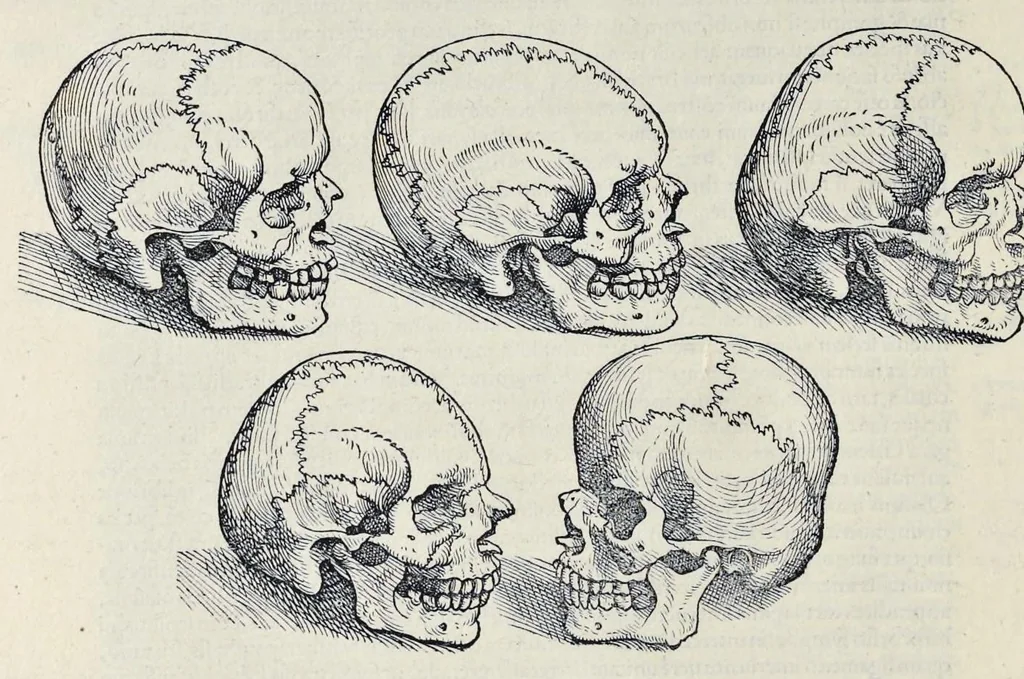 An illustration from Andreae Vesalii Bruxellensis, scholae medicorum Patauinae professoris De humani corporis fabrica libri septem, 1543, leaf 39