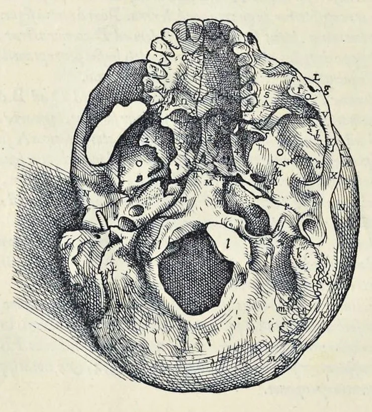 An illustration from Andreae Vesalii Bruxellensis, scholae medicorum Patauinae professoris De humani corporis fabrica libri septem, 1543, leaf 43