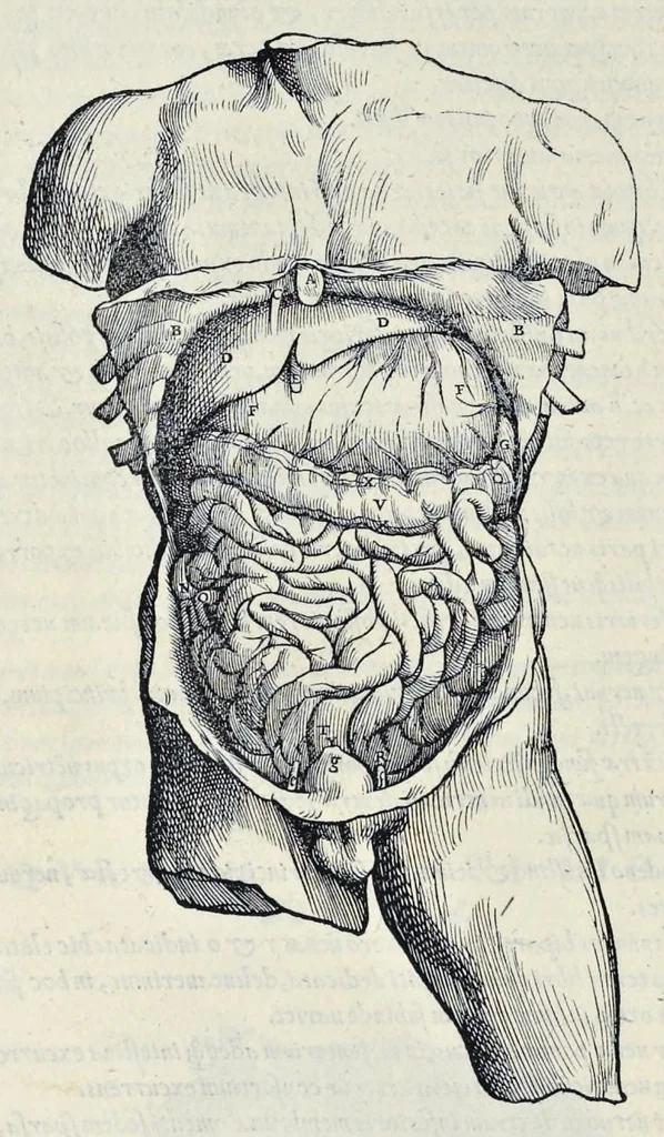 An illustration from Andreae Vesalii Bruxellensis, scholae medicorum Patauinae professoris De humani corporis fabrica libri septem, 1543, leaf 485