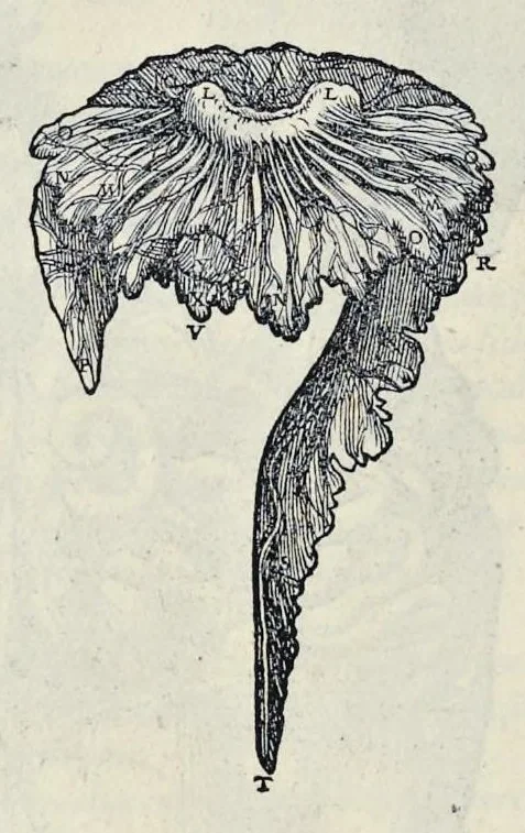 An illustration from Andreae Vesalii Bruxellensis, scholae medicorum Patauinae professoris De humani corporis fabrica libri septem, 1543, leaf 489