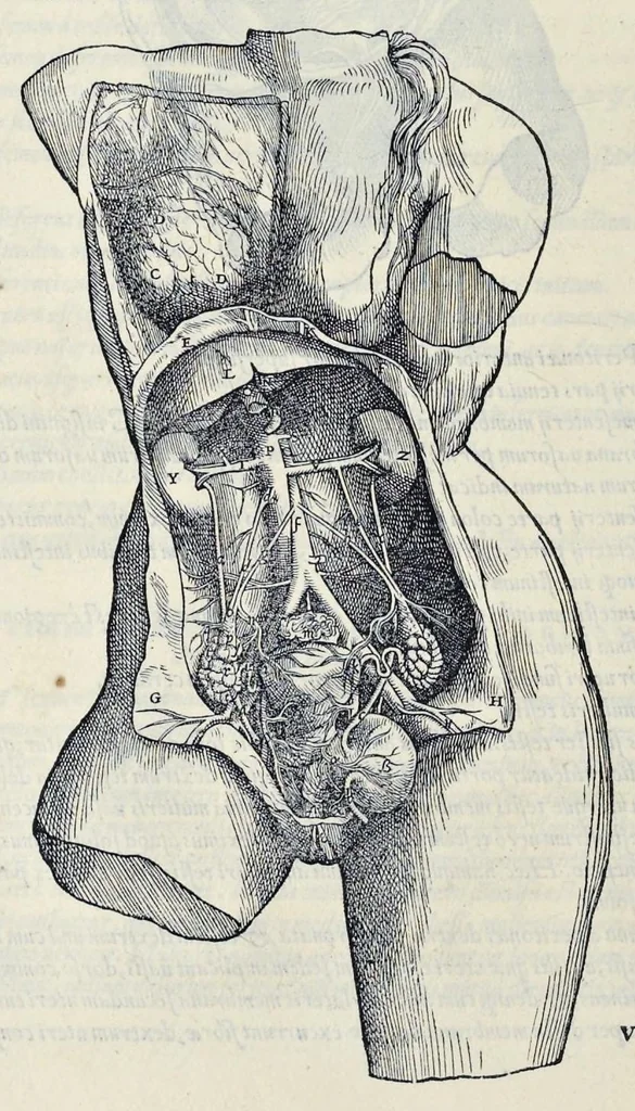 An illustration from Andreae Vesalii Bruxellensis, scholae medicorum Patauinae professoris De humani corporis fabrica libri septem, 1543, leaf 503