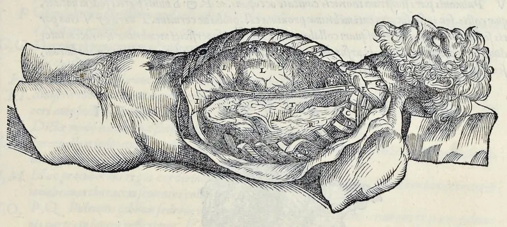 An illustration from Andreae Vesalii Bruxellensis, scholae medicorum Patauinae professoris De humani corporis fabrica libri septem, 1543, leaf 584