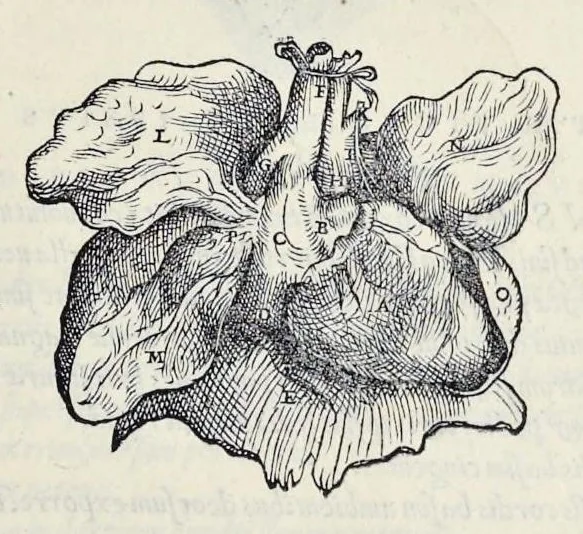 An illustration from Andreae Vesalii Bruxellensis, scholae medicorum Patauinae professoris De humani corporis fabrica libri septem, 1543, leaf 588