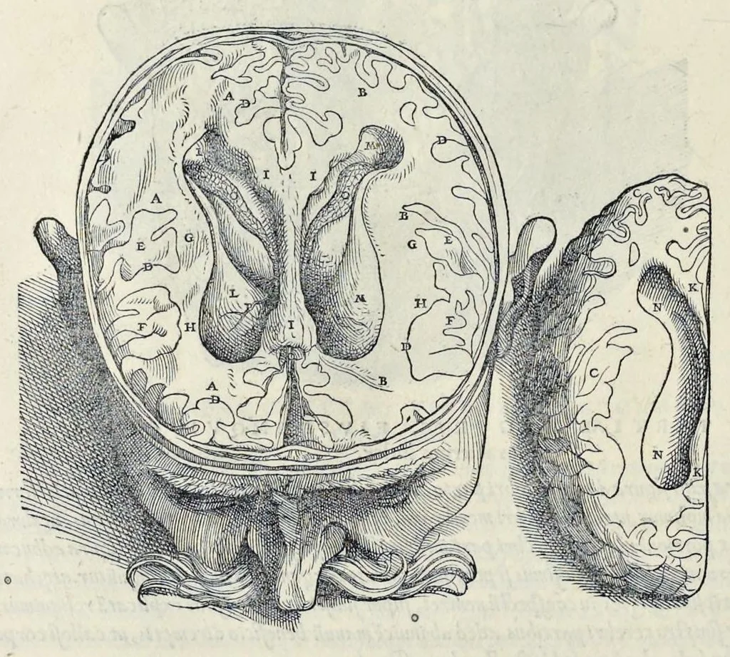 An illustration from Andreae Vesalii Bruxellensis, scholae medicorum Patauinae professoris De humani corporis fabrica libri septem, 1543, leaf 633